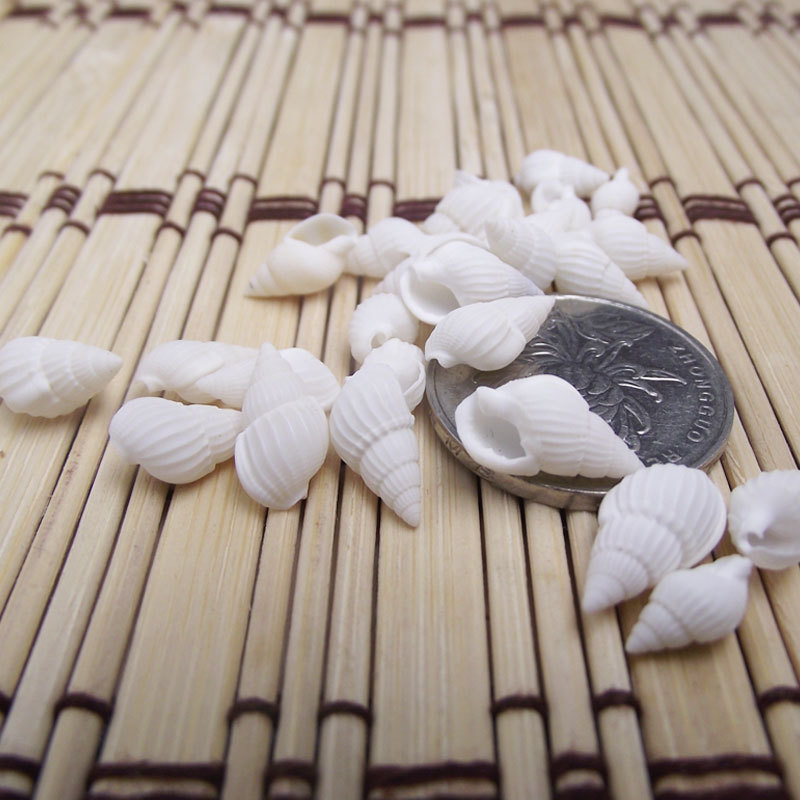Kerang Zeuxis & Nassarius Alam - Marine Aquarium ulasan dan harga