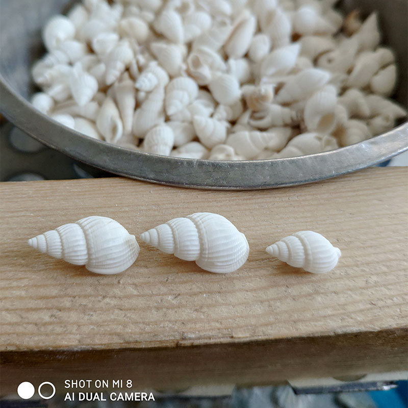 Kerang Zeuxis & Nassarius Alam - Marine Aquarium ulasan dan harga
