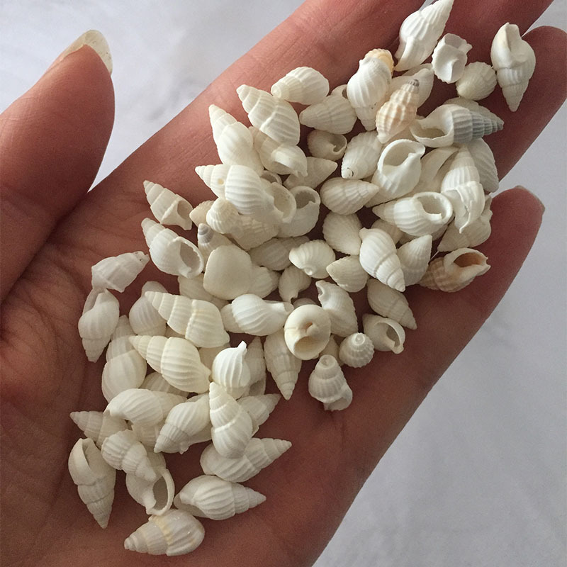 Kerang Zeuxis & Nassarius Alam - Marine Aquarium ulasan dan harga