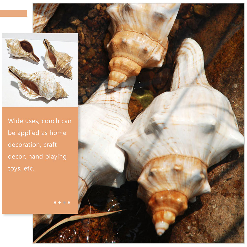 Cangkang Kerang Dekoratif untu - Marine Fish Tank ulasan dan harga